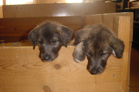 Irish Wolfhounds - 