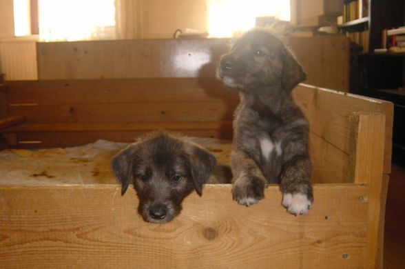 Irish Wolfhounds - 