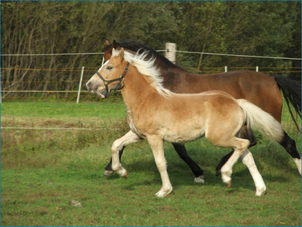 Uschi & ihr Aragorn - 