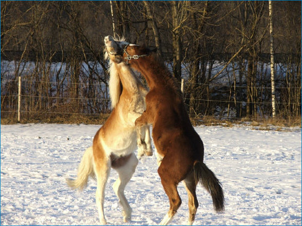 Uschi & ihr Aragorn - 