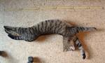 Katzen - 