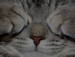 Katzen - 