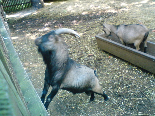 in Burgenland Tierpark Enghagen - 