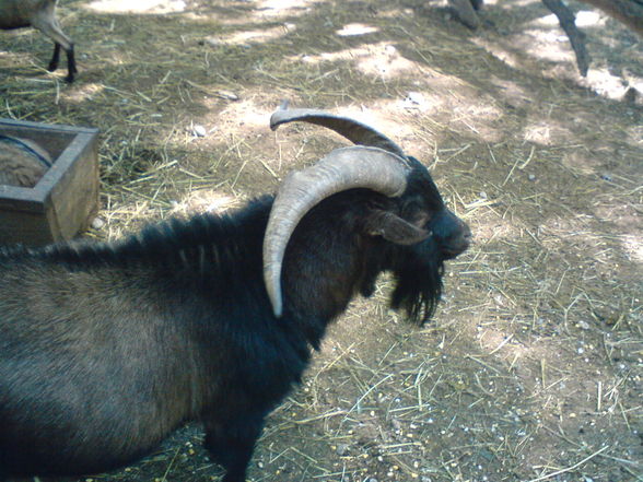 in Burgenland Tierpark Enghagen - 