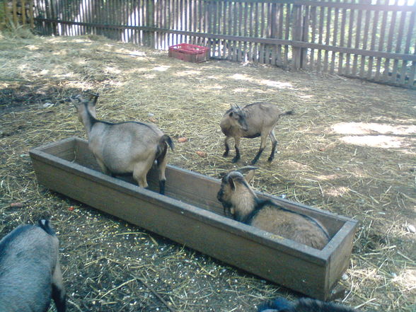 in Burgenland Tierpark Enghagen - 