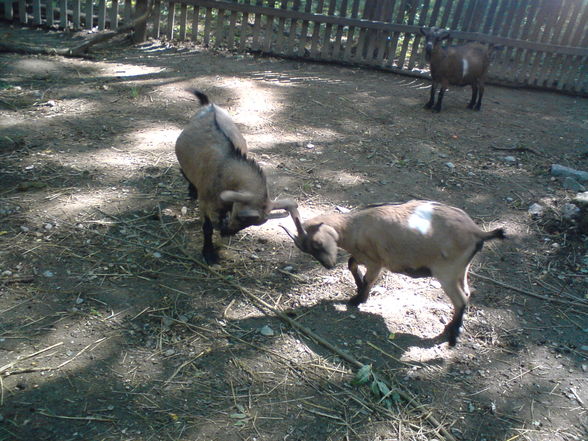 in Burgenland Tierpark Enghagen - 