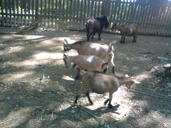 in Burgenland Tierpark Enghagen - 