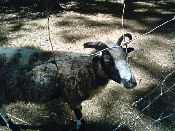 in Burgenland Tierpark Enghagen - 