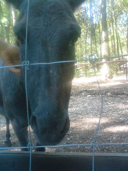 in Burgenland Tierpark Enghagen - 