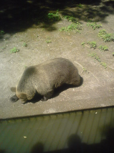 in Burgenland Tierpark Enghagen - 