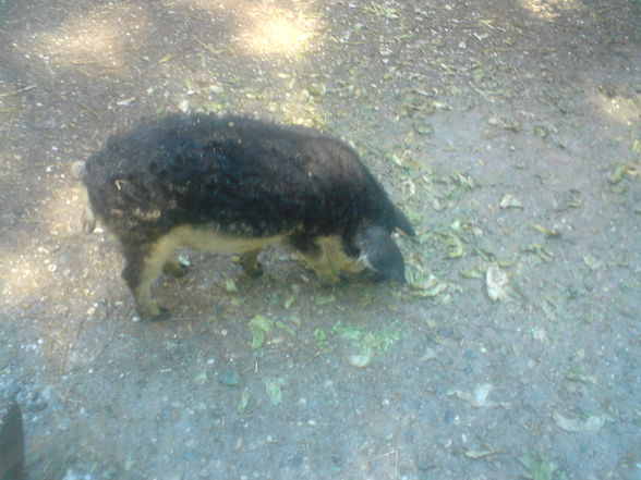 in Burgenland Tierpark Enghagen - 