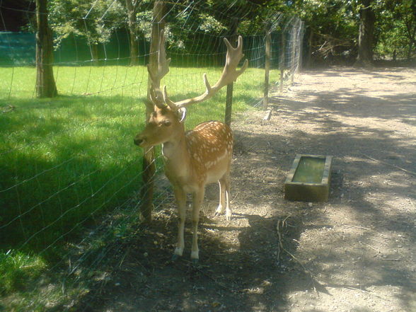 in Burgenland Tierpark Enghagen - 