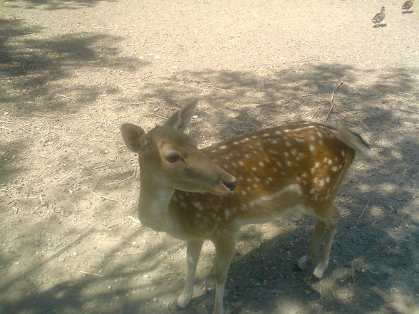 in Burgenland Tierpark Enghagen - 