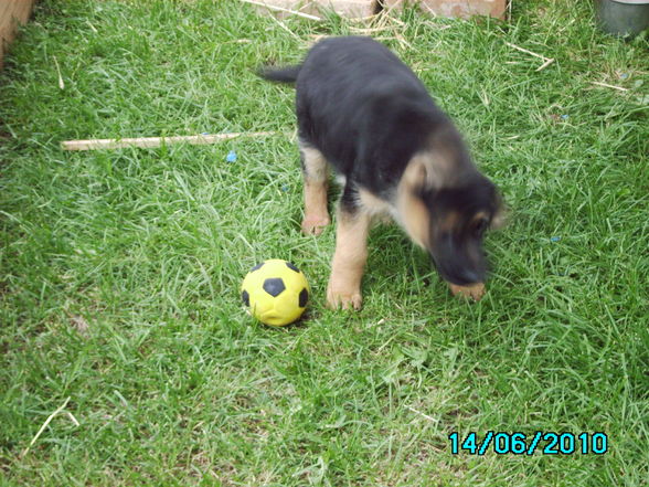 unser neuer hund=) - 