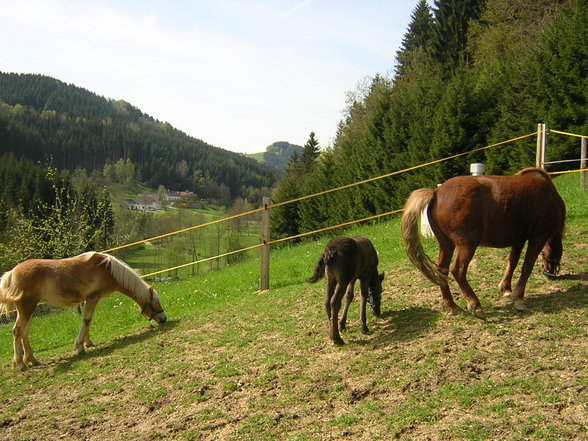 Our Horses - 