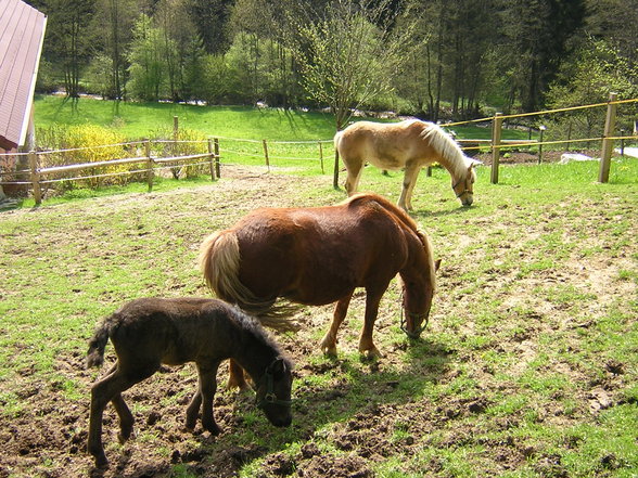 Our Horses - 