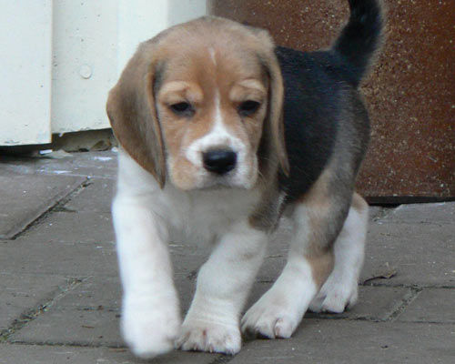 Beagle - 