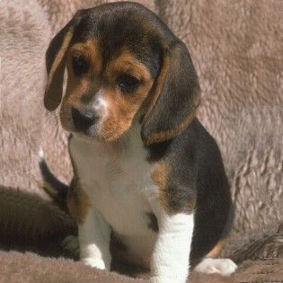 Beagle - 