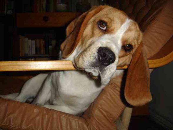 Beagle - 