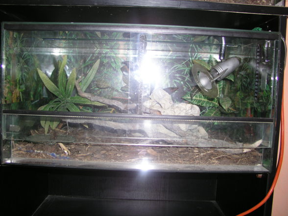 Meine 2 terrarien - 