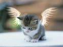 Katzen - 