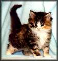 Katzen - 