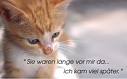 Katzen - 