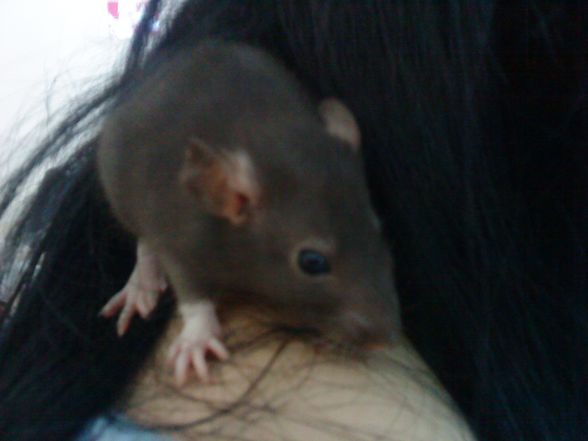 ;Meine Ratte AlEsAnA - 