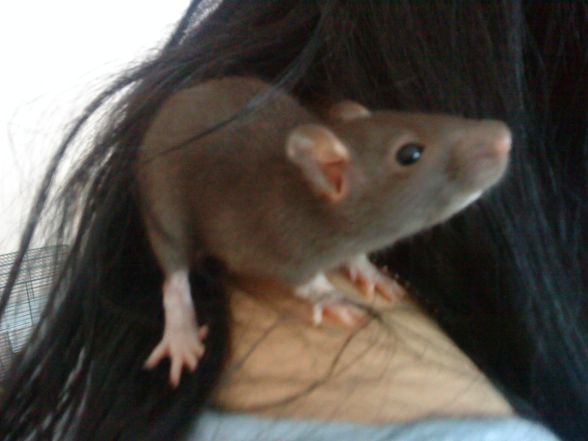 ;Meine Ratte AlEsAnA - 