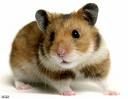 Hamster!!! - 