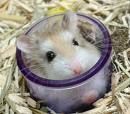 Hamster!!! - 