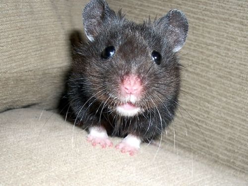 Hamster!!! - 