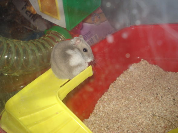 Hamster!!! - 