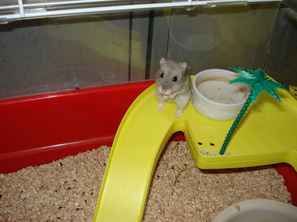 Hamster!!! - 