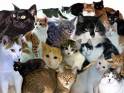 Katzen,.... - 