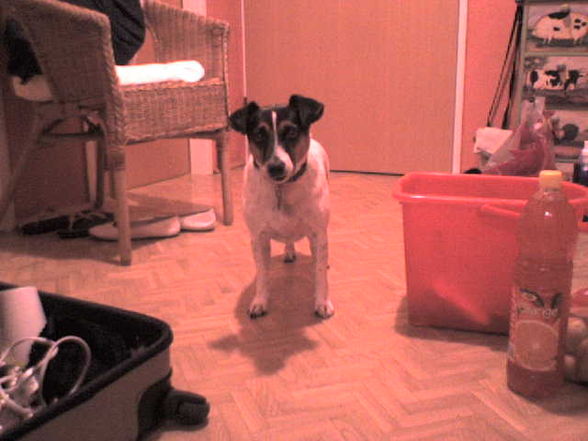 MEIN HUND Pronto - 