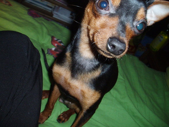 ?  Mein Zwergrehpinscher Luna!! ?   - 