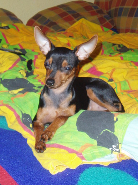 ?  Mein Zwergrehpinscher Luna!! ?   - 