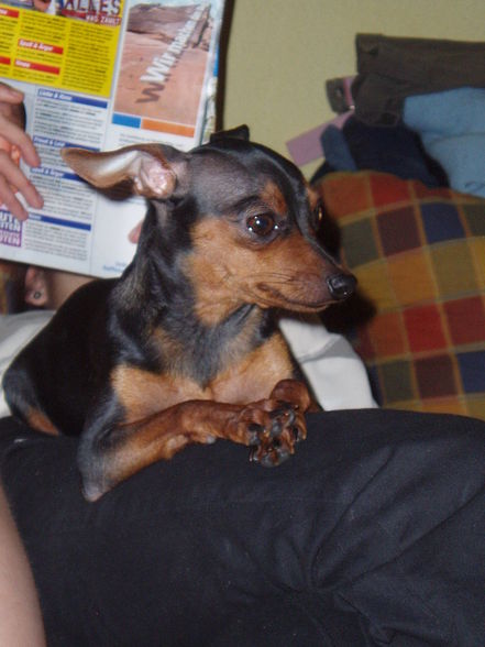 ?  Mein Zwergrehpinscher Luna!! ?   - 