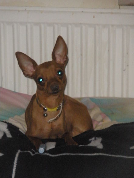 ?  Mein Zwergrehpinscher Luna!! ?   - 