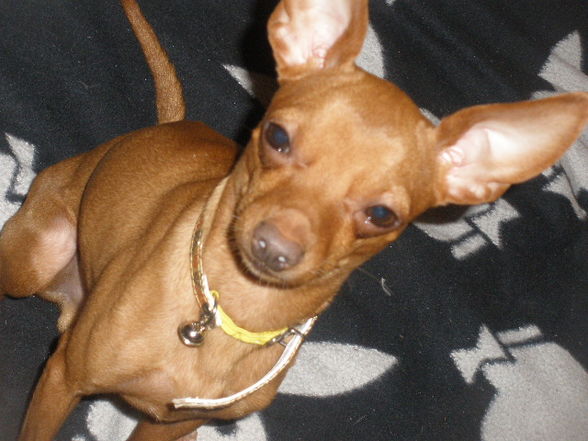 ?  Mein Zwergrehpinscher Luna!! ?   - 