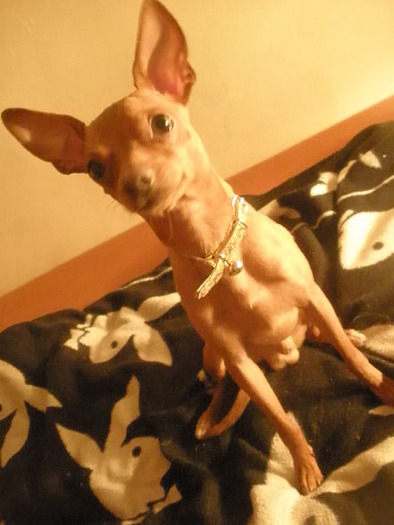 ?  Mein Zwergrehpinscher Luna!! ?   - 