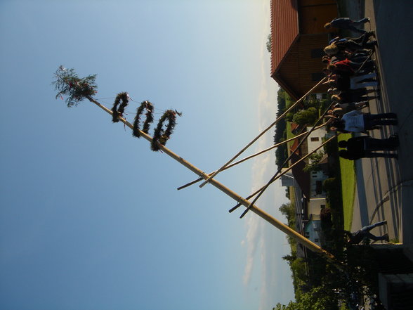 Maibaum auslesn in Oberbayring - 