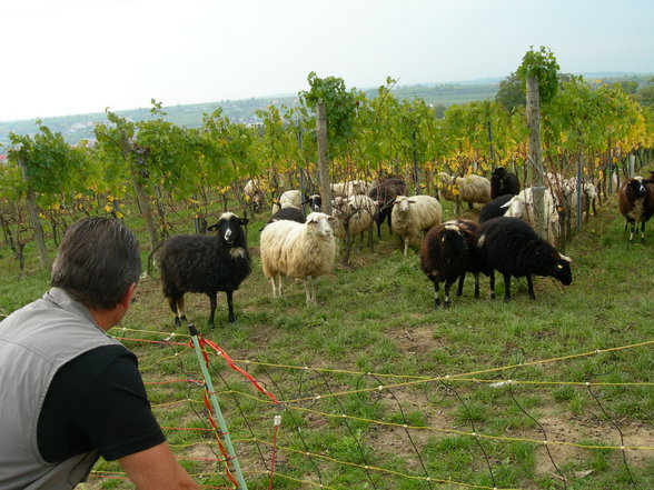 GV - Ausflug Langenlois - 