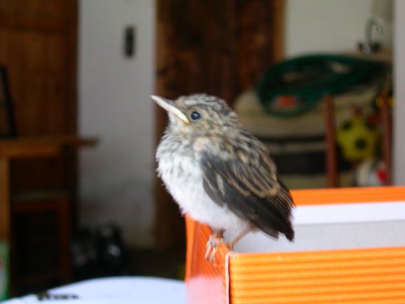 Mein Vogel^^ - 
