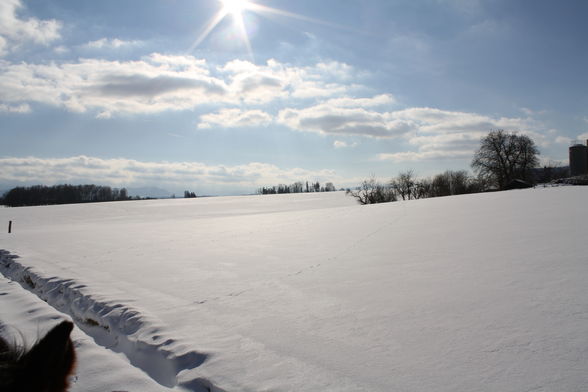 der Blick vom Pferd im Winter! - 