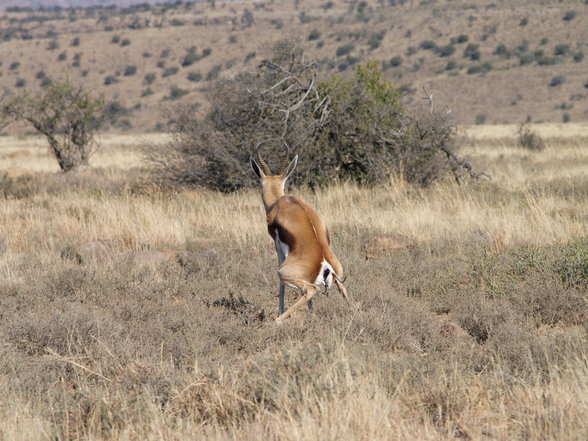 süd afrika - 