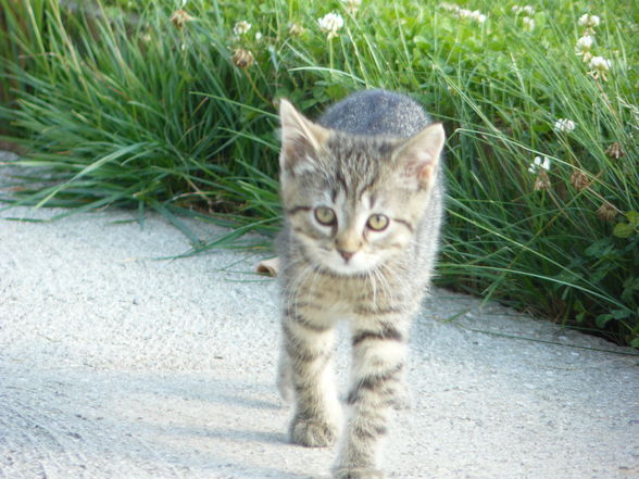 Mei süße Katze Murphy - 