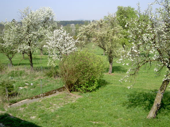 Zuhause ists am schönsten - 