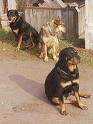 Hunde - 